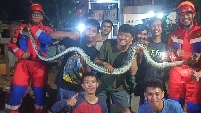 ular-piton-di-desa-leuwinutug-kecamatan-citeureup-bogor-1789180359509_169