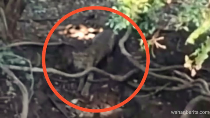 Viral Penampakan Macan di Hutan Cangar Batu – Pihak Tahura Buka Suara