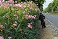 Bunga Oleander Bermekaran, Jalur Pedestrian Bekasi Timur Makin Cantik