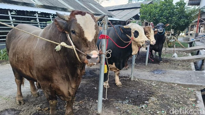 budidaya-sapi-kurban-berukuran-jumbo-berbagai-jenis-di-lumajang-1779179778379_169