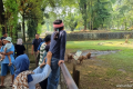 Meeting Results: ‘Masbro’ Kapibara di Ragunan Masih Jadi Primadona