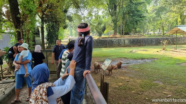 Meeting Results: ‘Masbro’ Kapibara di Ragunan Masih Jadi Primadona