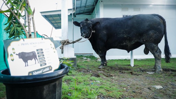 gubernur-jateng-salurkan-hewan-kurban-sapi-906-kg-1779867402682_169