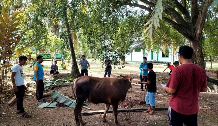 Idul Adha 1447 H – Kemensos Salurkan 295 Ekor Hewan Kurban