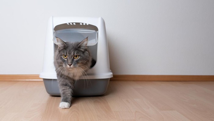 ilustrasi-litter-box-kucing-1776841548290_169