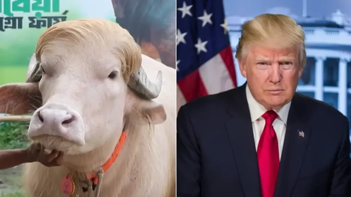 kerbau-pirang-mirip-donald-trump-jadi-seleb-jelang-idul-adha-1779780196247_169
