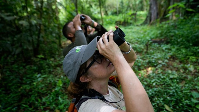 menyusuri-hutan-panama-pengamat-burung-ramaikan-global-big-day-1778373250118_169