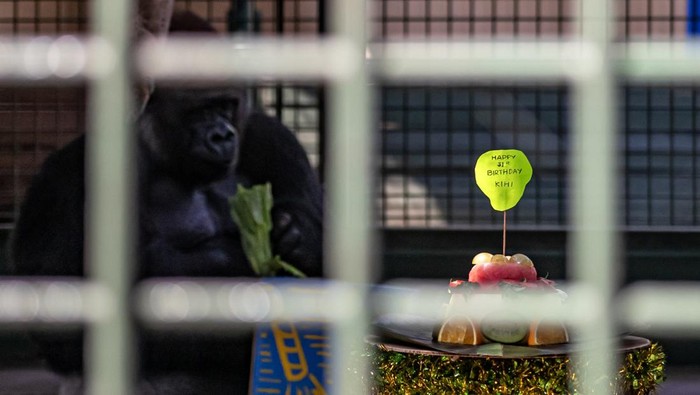 Momen Lucu di Ragunan – Gorila Kumbo Ultah Disambut Pesta Buah