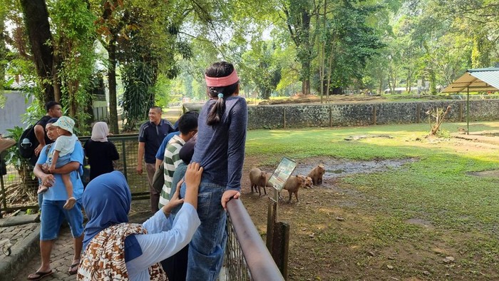 pengunjung-melihat-kapibara-di-taman-margasatwa-ragunan-jakarta-1778842716083_169