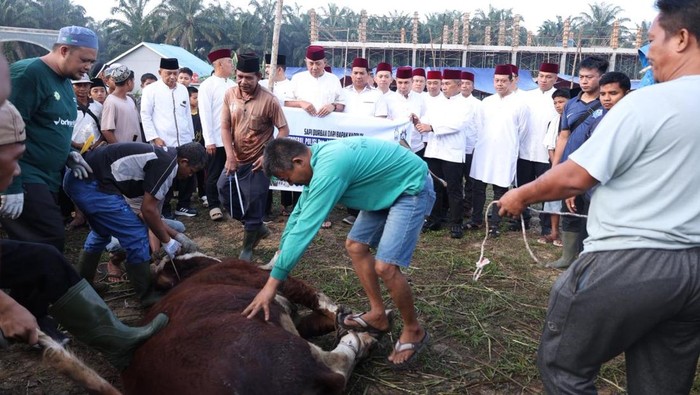 polda-riau-menyalurkan-sapi-kurban-kapolri-dan-kapolda-riau-ke-ponpes-milik-uas-1780113618906_169
