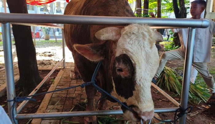 Prabowo dan Gibran Serahkan Sapi Kurban 1,3-1,2 Ton ke Masjid Istiqlal