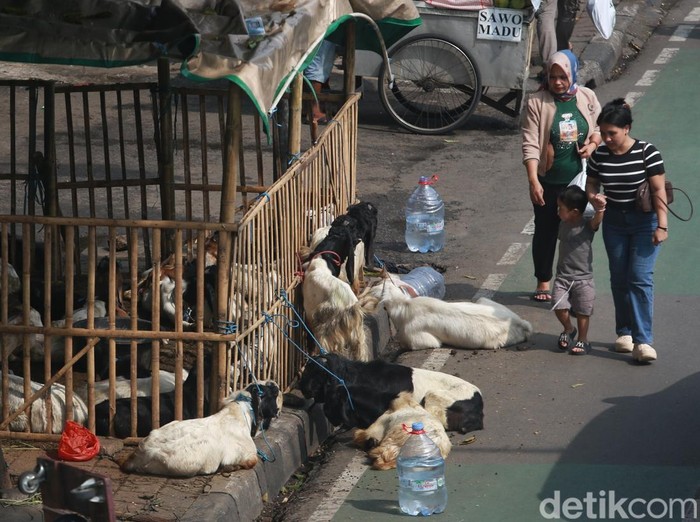 pramono-larang-pedagang-hewan-kurban-jualan-di-trotoar-1779538220155_43