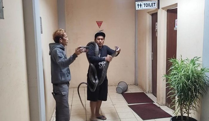 Important Visit: King Cobra 4 Meter Masuk Kantor BRIN di Tangsel, Evakuasinya Menegangkan