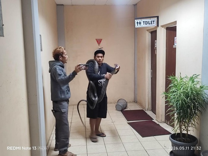 proses-evakuasi-king-cobra-dari-kantor-brin-tangsel-dok-istimewa-1778655439059_43