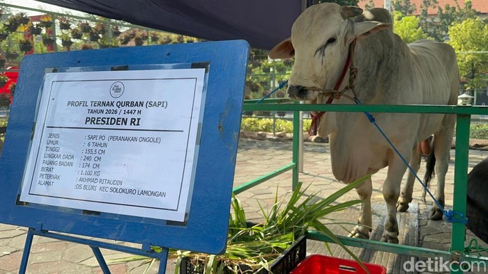 sapi-kurban-presiden-prabowo-subianto-tiba-di-masjid-al-akbar-surabaya-1779771002475_169