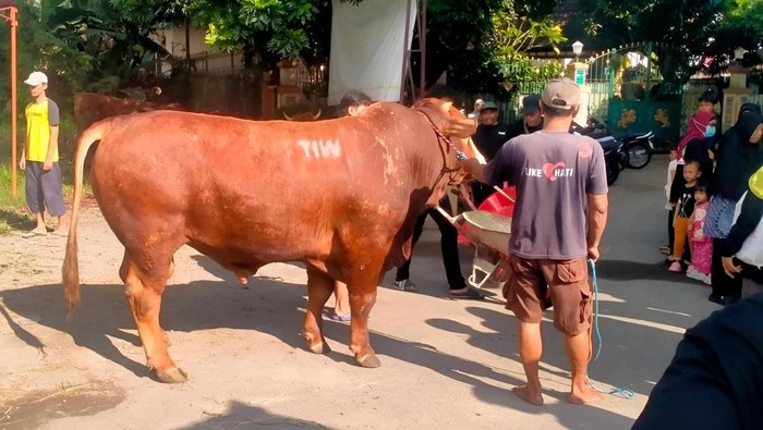 sapi-tiw-1780043923295_169-1