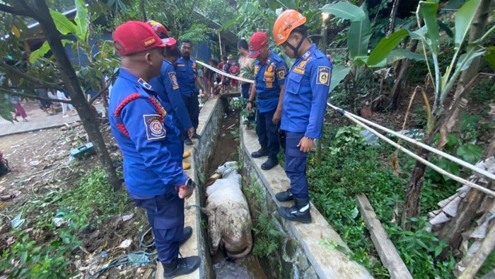 seekor-sapi-kurban-masuk-ke-selokan-di-desa-citaringgul-kecamatan-babakan-madang-bogor-jawa-barat-rizkydetikcom-1779866320748_169