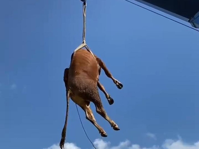 tangkapan-layar-video-sapi-kurban-diangkat-dengan-crane-di-klaten-rabu-2752026-1779869073478_43