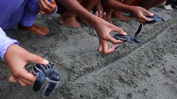 tukik-penyu-lekang-dan-belimbing-dilepas-di-pantai-amban-1779629218739_169