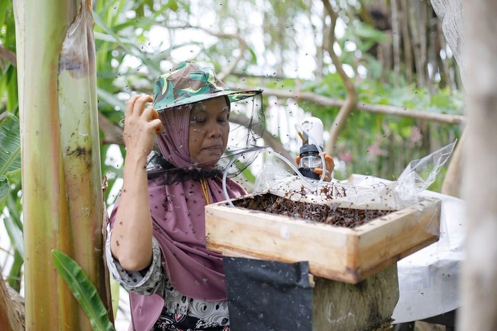 budidaya-lebah-trigona-dalam-program-sustainable-living-village-slv-di-aceh-singkil-aceh-1781146337480