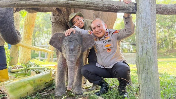 kapolda-riau-irjen-herry-heryawan-menamai-anak-gajah-yang-lahir-di-tesso-nilo-nona-seroja-1781153701389_169
