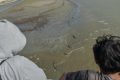 36 Buaya Mendiami Sungai Palu, Warga Diminta Waspada