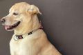 Anjing Labrador Diracun Pemotor Misterius di Bantul, 2 Menit Langsung Mati