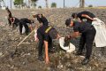 Gerakan ASRI, Brimob Polda Metro Bersihkan Sampah di Pesisir Pantai Kaligaga