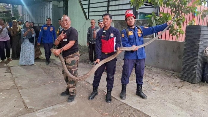 Aksi Camat di Purworejo Tangkap King Cobra yang Masuk Rumah Warga