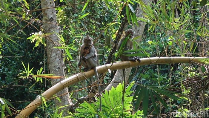 kera-ekor-panjang-di-kabupaten-gunungkidul-1_169