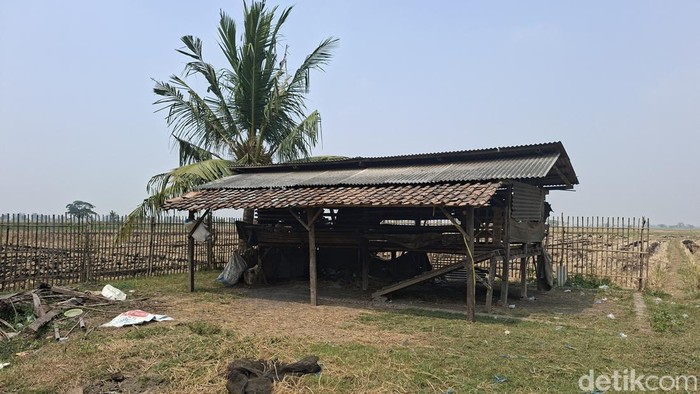 Heboh 36 Kambing Milik Warga Tergeletak Disembelih Maling di Sawah Serang