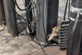 Viral 2 Monyet Diikat di Lampu Merah Kalibata Siang-siang Bikin Iba