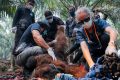 Kena Asap Karhutla, Orang Utan Ditemukan Terkapar di Kebun Warga Ketapang