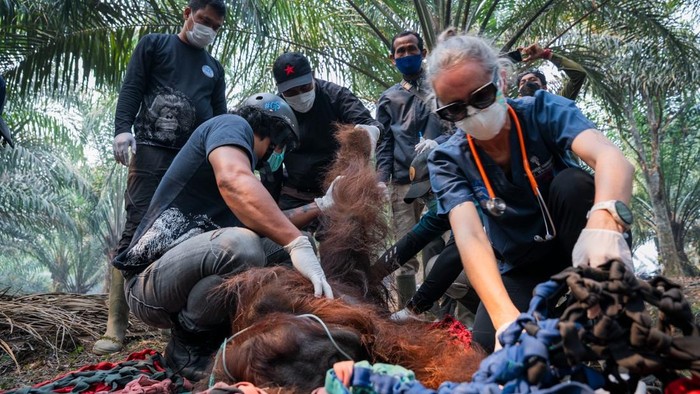 orang-utan-di-ketapang-dievakuasi-dari-kebun-warga-karena-terpapar-asap-karhutla-dok-yiari-1788090625821_169