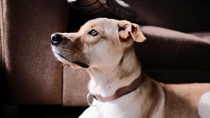 Ayam Beracun yang Bikin John Wick Anjing Labrador Mati dalam 2 Menit