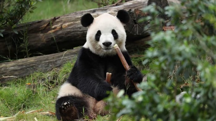 panda-fu-shuang-dikirim-ke-kebun-binatang-atlanta-1790499473089_169