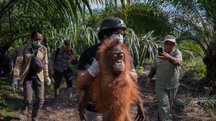 penyelamatan-orang-utan-yang-terdampak-karhutla-di-ketapang-1788155844403_169