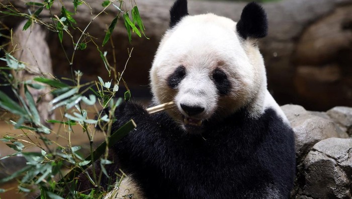 warga-jepang-berpamitan-dengan-panda-raksasa-terakhir-1769412553280_169